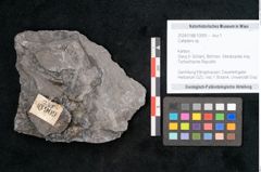 Foto (Objekt + Etikett) von Callipteris sp.  (NHMW-GEO-2024-0188-10909)